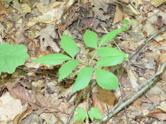 Anemonoides lancifolia