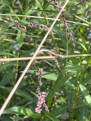 Persicaria decipiens