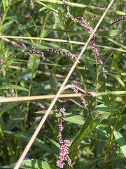 Persicaria decipiens