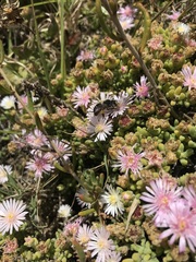 Drosanthemum candens