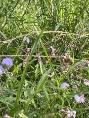 Persicaria decipiens