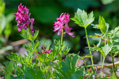 Corydalis buschii