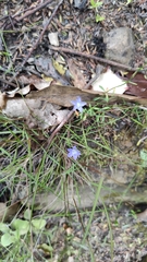 Wahlenbergia violacea
