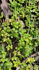 Peperomia urvilleana