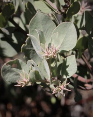 Arctostaphylos canescens