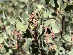 Arctostaphylos