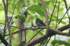 Cyornis banyumas