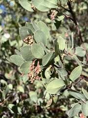 Arctostaphylos