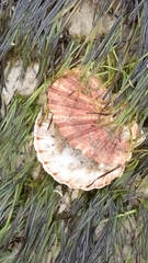 Pecten fumatus