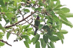 Psilopogon javensis