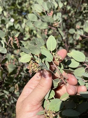 Arctostaphylos