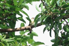 Pycnonotus