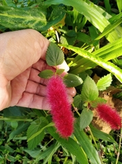 Acalypha pendula