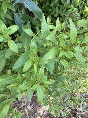 Haloragis erecta erecta