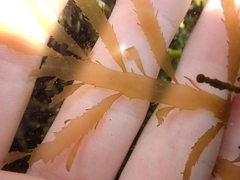 Desmarestia ligulata