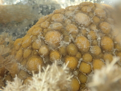 Doris wellingtonensis