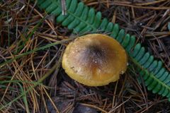 Hygrophorus boyeri