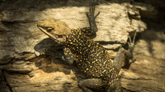 Laudakia tuberculata