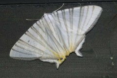 Phrygionis platinata