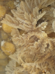 Doris wellingtonensis