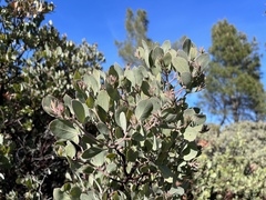 Arctostaphylos canescens