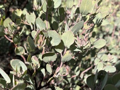 Arctostaphylos canescens
