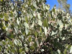 Arctostaphylos canescens