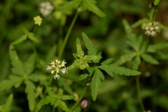 Hydrocotyle geraniifolia