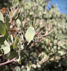 Arctostaphylos canescens