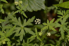 Hydrocotyle geraniifolia