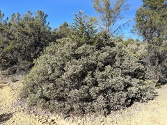 Arctostaphylos canescens