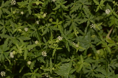 Hydrocotyle geraniifolia