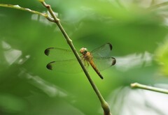 Neurothemis terminata