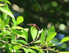 Neurothemis terminata