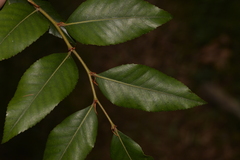 Nothofagus moorei