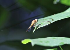 Neurothemis terminata