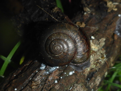Helminthoglypta phlyctaena