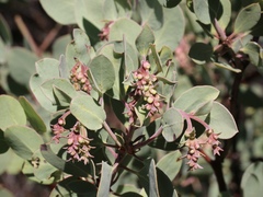 Arctostaphylos