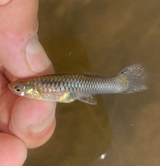 Poecilia reticulata