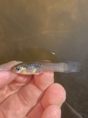 Poecilia reticulata