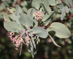 Arctostaphylos