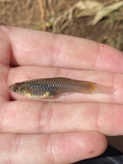 Poecilia reticulata