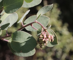 Arctostaphylos