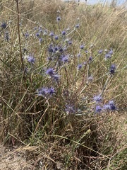 Eryngium ovinum