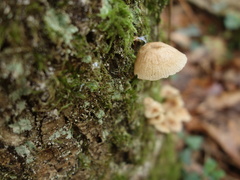 Gymnopus foetidus
