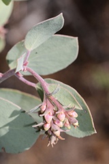 Arctostaphylos