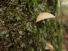 Gymnopus foetidus