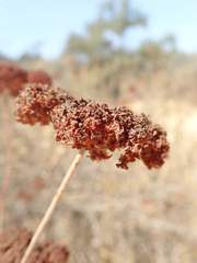 Eriogonum fasciculatum polifolium