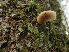 Gymnopus foetidus
