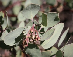 Arctostaphylos